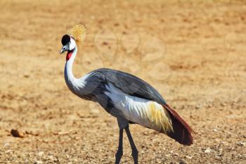 Park safari in Tel Aviv. Elegant and graceful bird with magnificent plumage crest on the head - Crowned crane