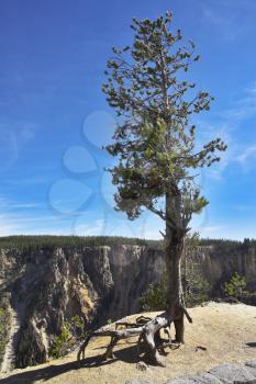Tree on abrupt breakage of the river Yellowstone