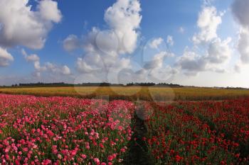 Huge field of blossoming red buttercups and the spring sky with cumulus clouds