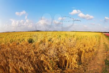 Spring day on wheat field, photographed by an lens Fish eye
