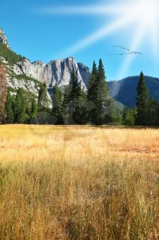 Dense autumn yellow grass in a mountain valley of Yosemite national park in California.