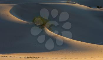 Fine smooth contours of sand dunes at sunrise. California, Death Valley
