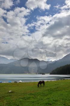 Sleek thoroughbred horse horse is grazed on coast of mountain lake. The Swiss Alpes, early autumn
