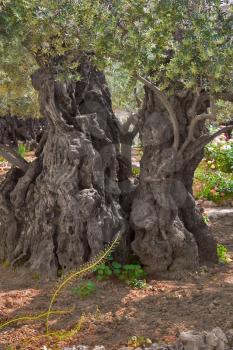 The ancient tree split by a lightning,  in Gethsemane Garden  in Jerusalem