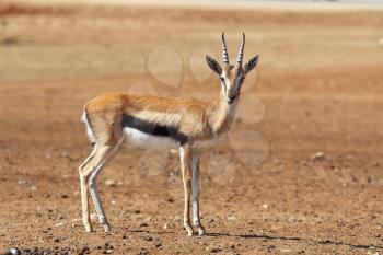 A graceful Gazelle Thomson with striped horns nicely posing for a photograph