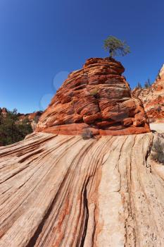 The famous jumping treejerki tree.Picturesque striped hills from sandstone and low pines in National park Zion in the USA
