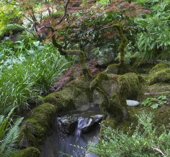 . Acquired a moss curved branches above a small falls in Japanese  garden in the big park