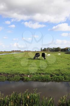 Cows are grazed on a green meadow, near the water channel