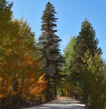 A dirt road in the mountain park. A bright sunny day, and yellow, green and orange foliage.