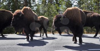 Bisons on highway in Yellowstone national park