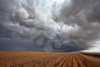 The harvest in the fields of Montana. The massive storm cloud covered the sky
