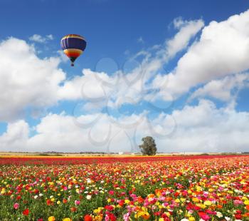 The huge bright balloon flies above a picturesque field of colorful blooming ranunculus