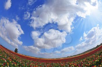 A lot of lovely blooming buttercups  and the shining cloud. Hot Spring in the hot south. Photo taken fisheye lens