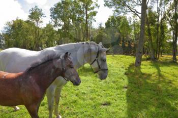 The white horse and bay foal are peacefully grazed on a green lawn. Board for cultivation of thoroughbred Arab racers