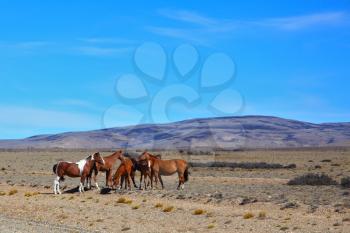  Argentina. The herd of magnificent bay mustangs grazing in the Patagonian prairie on a summer day