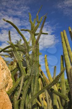  Cactuses and stones in botanical garden on a background of the sky and clouds