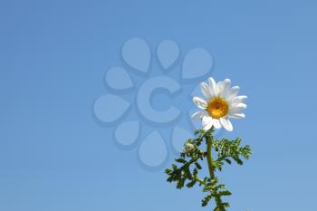 Fresh spring camomile on a background of the pure blue sky