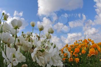 The dark blue spring sky and clouds above a field white and orange flowers, photographed by a lens  the Fish eye 