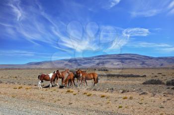 The herd of magnificent bay mustangs grazing in the Patagonian prairie on a summer day. Argentina