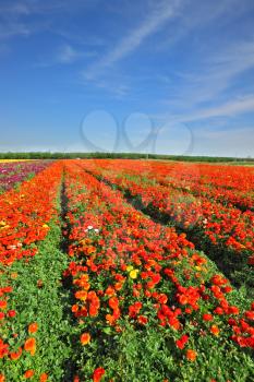 Magic spring. Vast fields of bright red flowers Ranunculus. Flowers are grown for export

