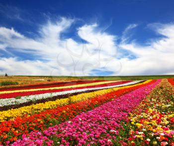 Garden buttercups /ranunculus/ of bright contrast colors blossom picturesque strips. Phenomenally beautiful multi-colored flower fields. 