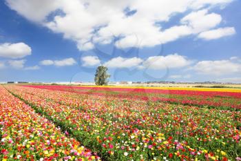 Boundless kibbutz field sown with flowers. The magnificent garden buttercups