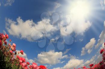 Flowers and sun. Flowering pink garden buttercups and blue spring sky. The picture was taken Fisheye lens