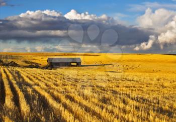 
Empty wooden shed in field after harvesting
