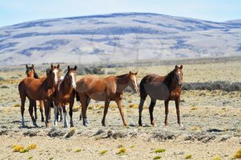 Herd of mustangs magnificent bay. Argentina. Patagonian prairie on a summer day