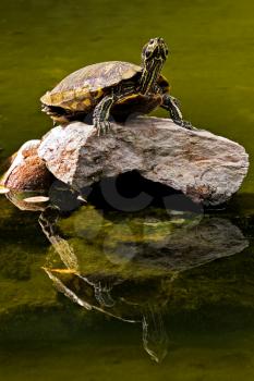 
Big turtle standing on a rock in the middle of lake
