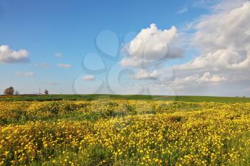 Spring flowering of nature. Scenic blooming yellow flowers meadow