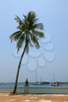 The palm tree on quay has bent from an ocean wind. The well-known island Phi-Phi in Thailand
