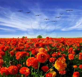 Spring in Israel. Magnificent field of bright red buttercups. Flies over a field flock of cranes. 