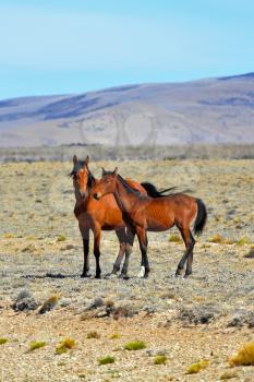 Bay horse with a foal grazing in the Patagonian plains. Argentina, summer. Patagonian pampas 