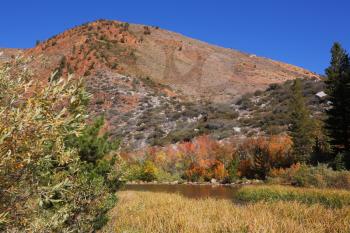 Mountain slopes in California. Shrubs bright autumn colors of orange, red and yellow