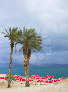 Three picturesque palm trees and bright red beach umbrellas near the Dead Sea in  spring thunder-storm