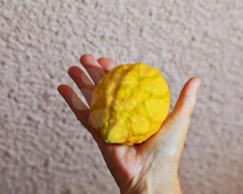 Ritual yellow citrus - etrog in a female hand. Jewish holiday - Sukkot