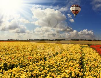 Boundless field with blooming pink buttercups. Flying over fields of huge multicolored balloon. Spring in the South