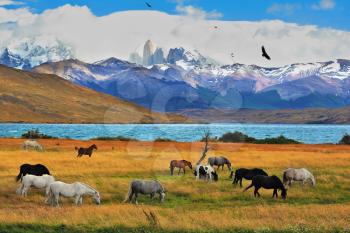  Lake Laguna Azul in the mountains. On the shore of Laguna Azul grazing horses. Magical landscape in the national park Torres del Paine, Chile
