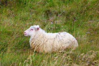 White Icelandic sheep resting in a meadow. July in Iceland