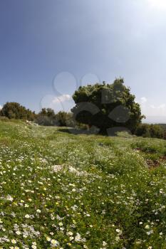 Blossoming hills at southern coast of Mediterranean sea