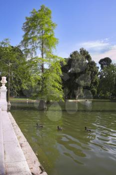 Flight of ducks in lake of park Buen-Retiro in fine May day