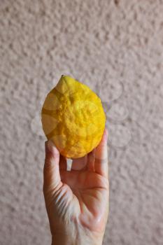 Ritual yellow citrus - etrog in a female hand. Autumn harvest festival in the Jewish tradition - Sukkot