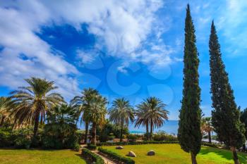  Subtle shade of palms and cypresses. The Middle East, Sea of Galilee