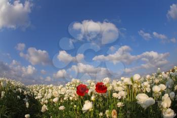 The magnificent spring field of blossoming white and red buttercups photographed by a lens  Fisheye
