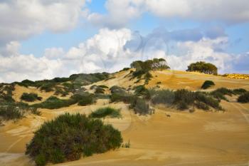 The sandy dunes covered by bushes