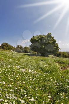 Blossoming hills at southern coast of Mediterranean sea