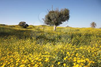 Wonderful serene spring day. Large field of green grass, blooming daisies and beautiful olive trees
