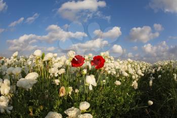 The magnificent spring field of blossoming white and red  flowers photographed by a lens the Fish eye