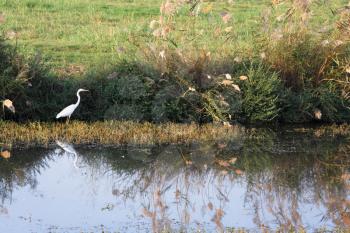White heron at a stream. Foggy autumn morning in reserve